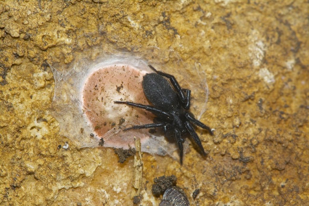 Zelotes sp. con ovisacco - Monte Cengio (VI)