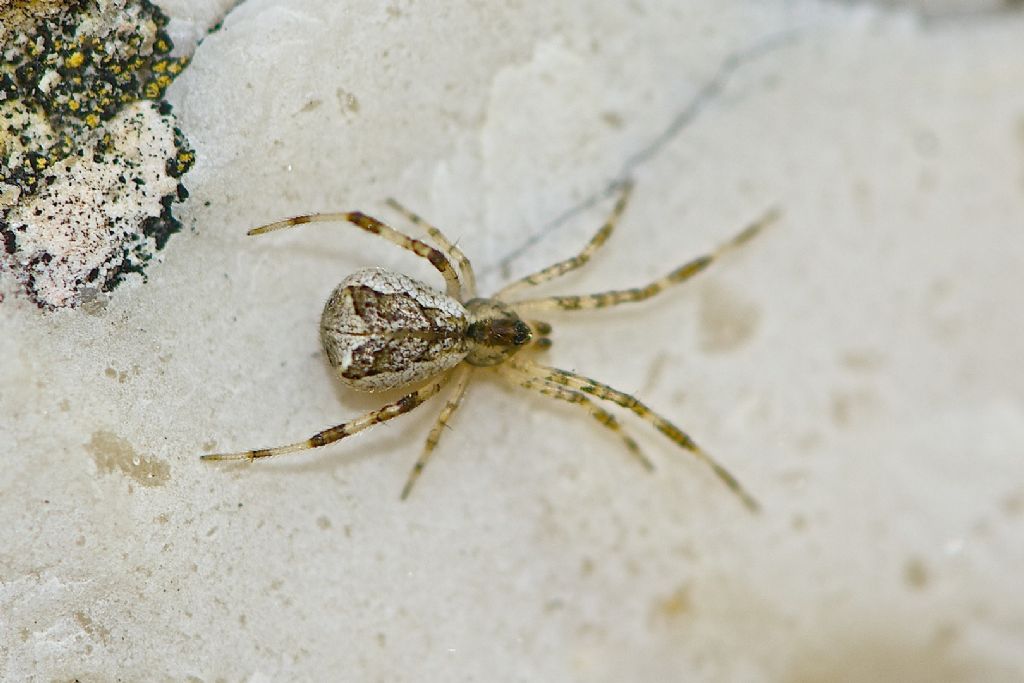 Episinus cf. angulatus - Monte Cengio (VI)