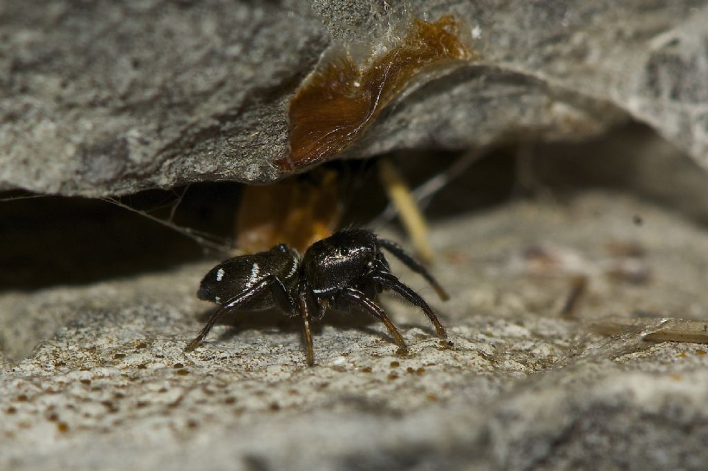 Heliophanus sp. - Monte Cengio (VI)