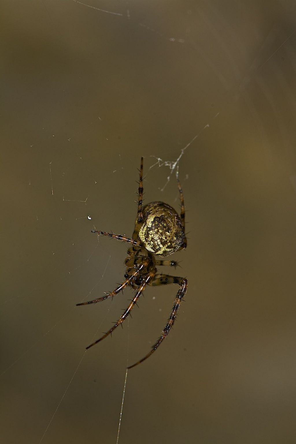 Metellina merianae - Monte Cengio (VI)