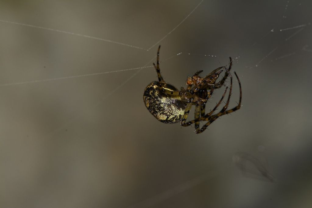 Metellina merianae - Monte Cengio (VI)