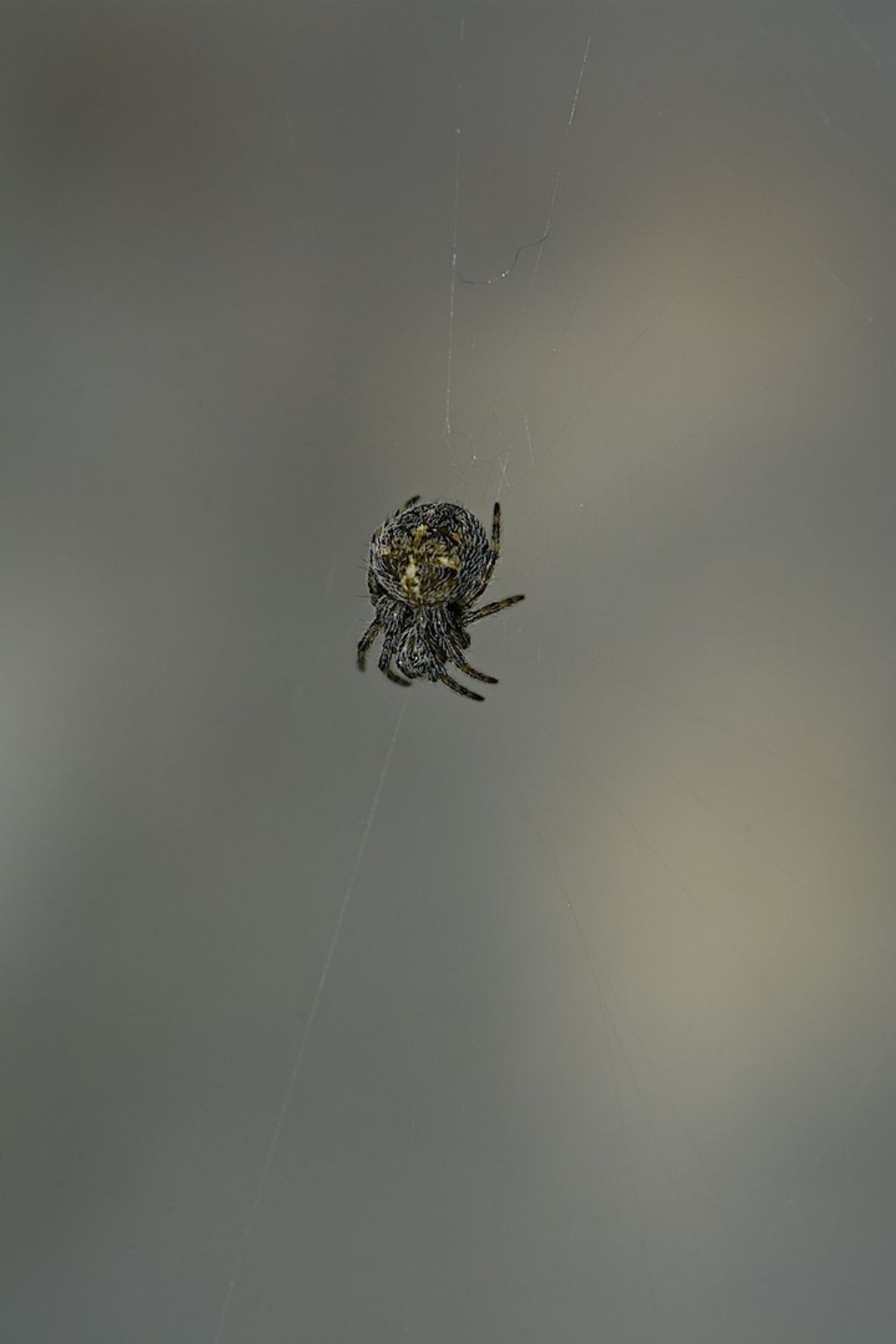 minuscolo araneidae ??