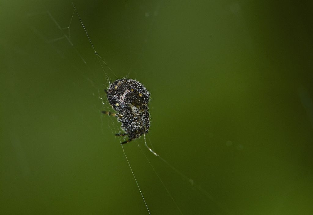 minuscolo araneidae ??