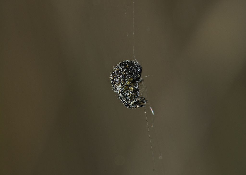 minuscolo araneidae ??