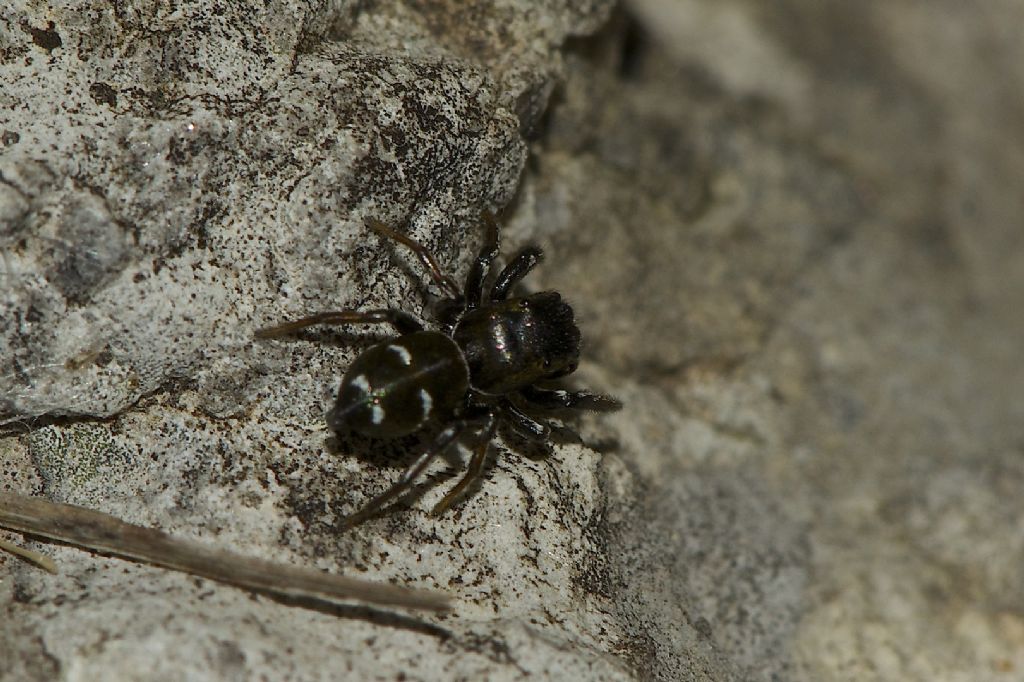 Heliophanus sp. - Monte Cengio (VI)