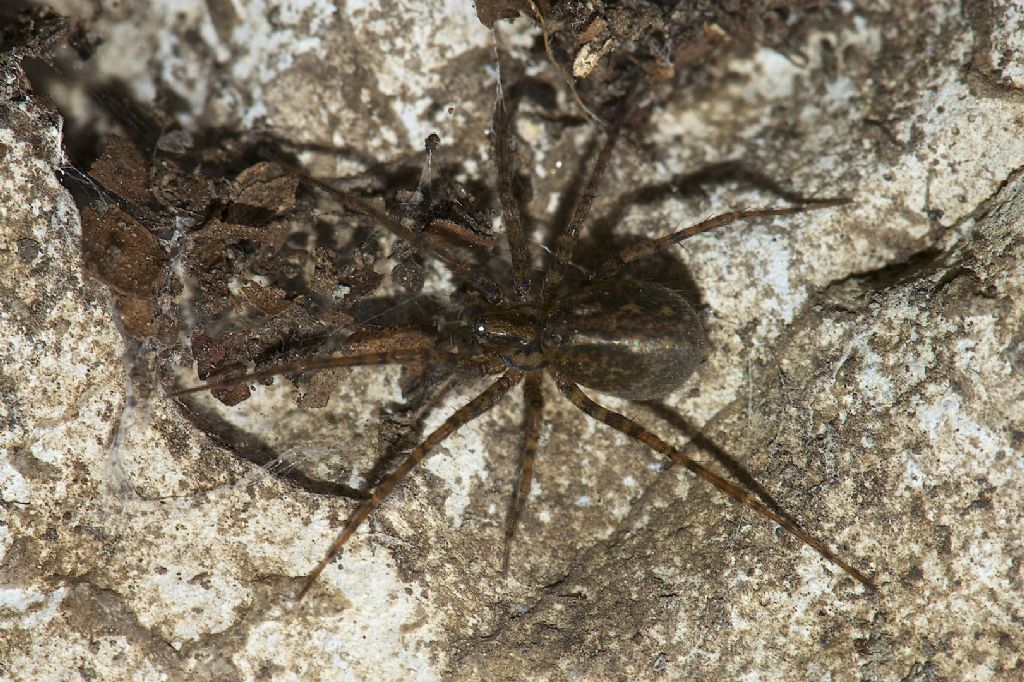 Tegenaria sp. - Monte Cengio (VI)