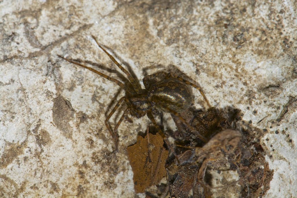 Tegenaria sp. - Monte Cengio (VI)