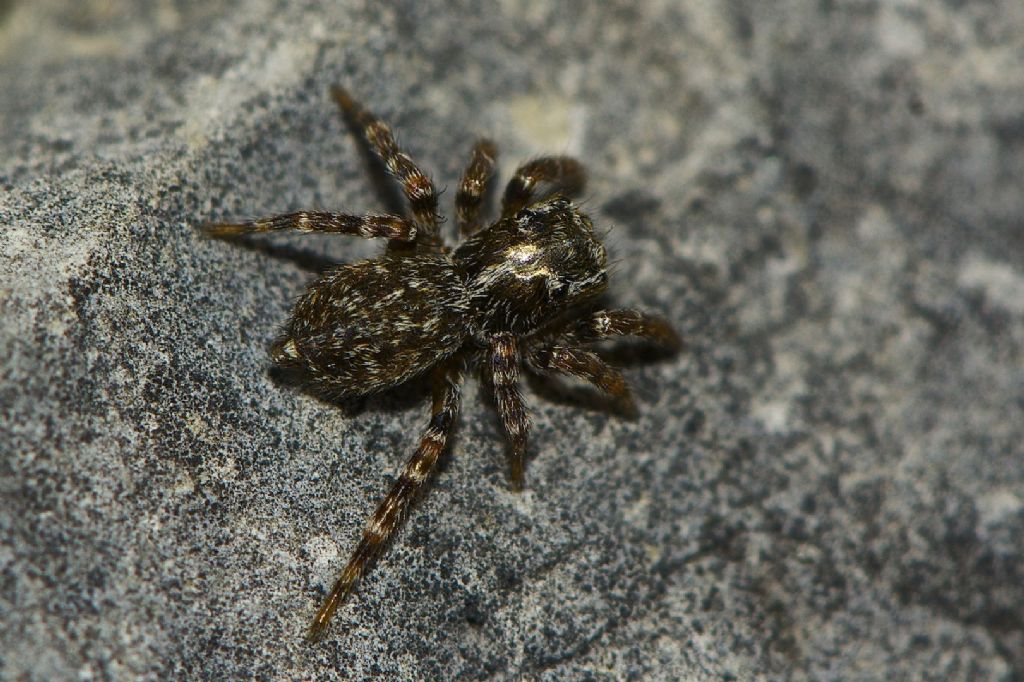 Pseudeuophrys sp. - Monte Cengio (VI)