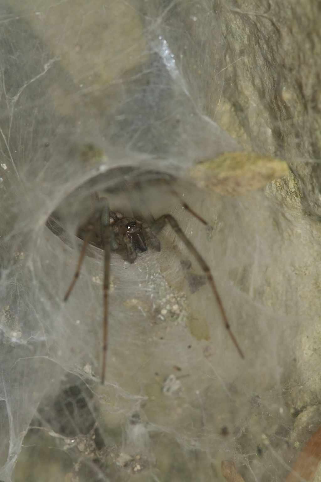 Agelena labirintica? No, Tegenaria sp. - m.te Cengio (VI)