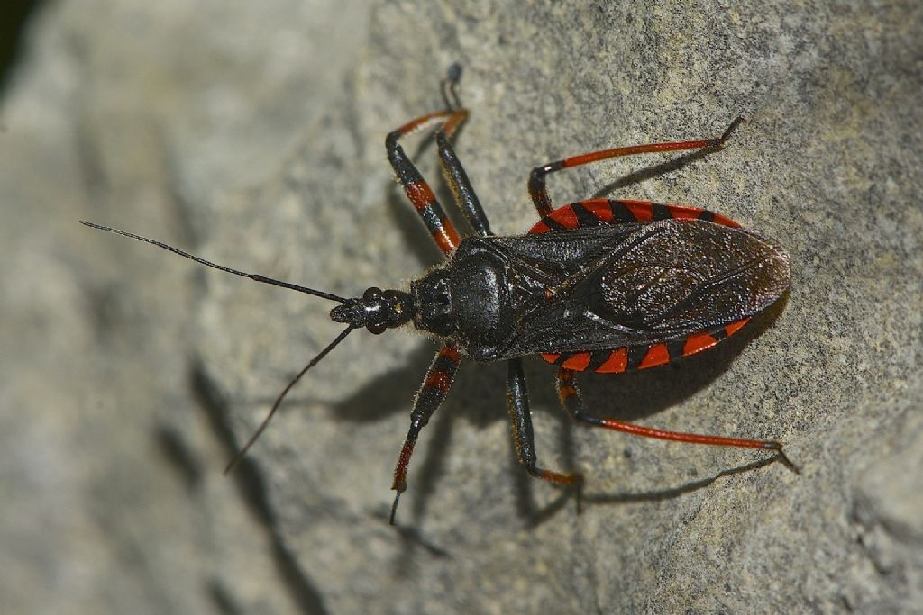 Rhynocoris annulatus M.te Cengio (VI)