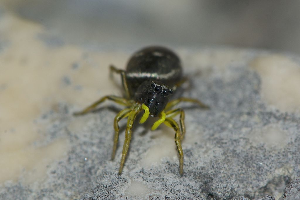 Heliophanus cupreus - Monte Cengio (VI)