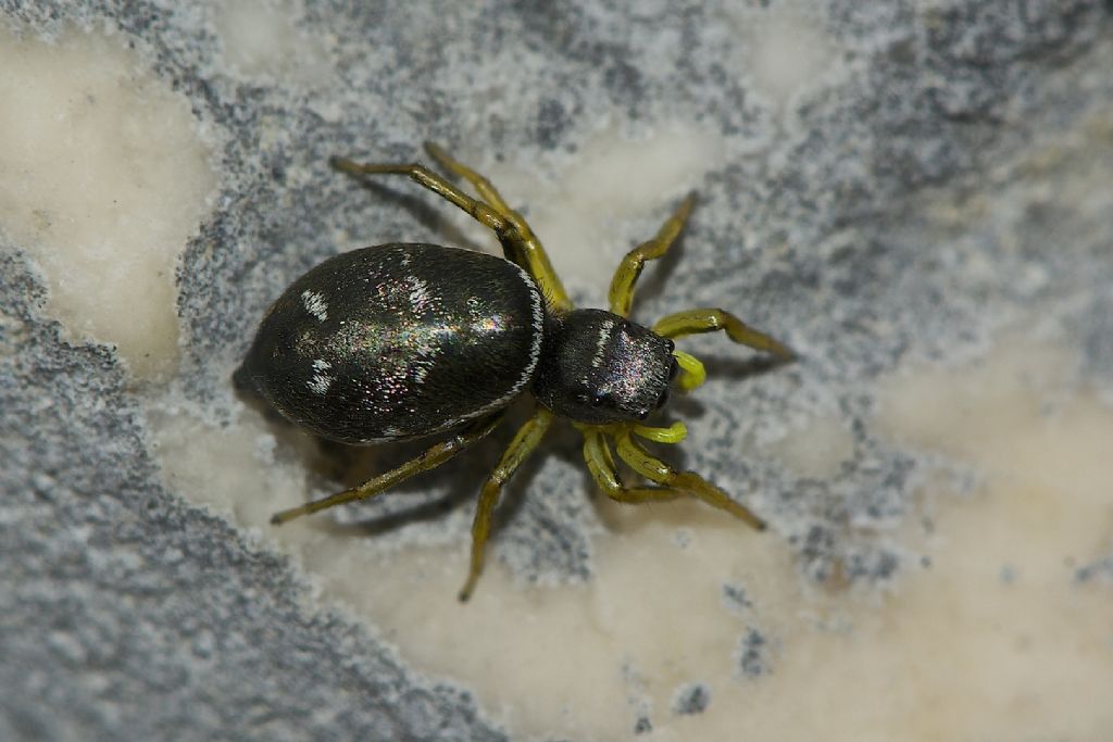 Heliophanus cupreus - Monte Cengio (VI)