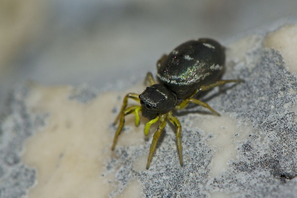 Heliophanus cupreus - Monte Cengio (VI)