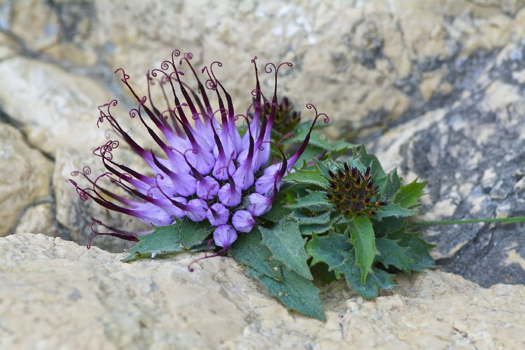 Physoplexis comosa / Raponzolo di roccia