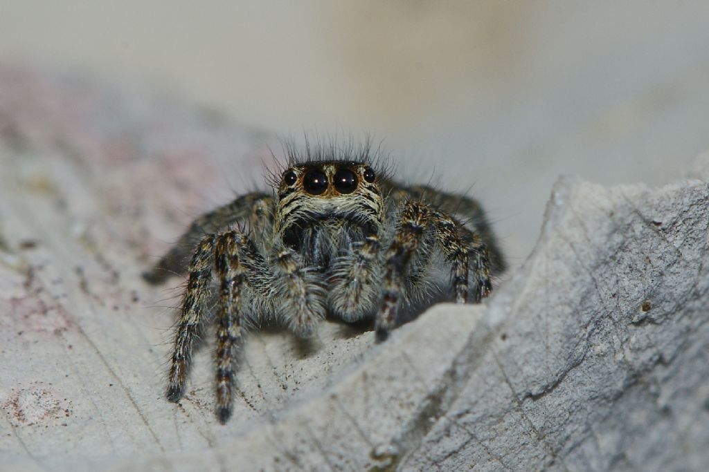 Philaeus chrysops -  Lagdei (PR)