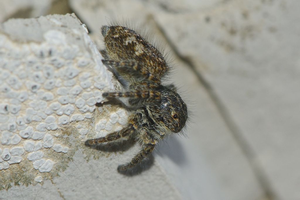 Philaeus chrysops -  Lagdei (PR)