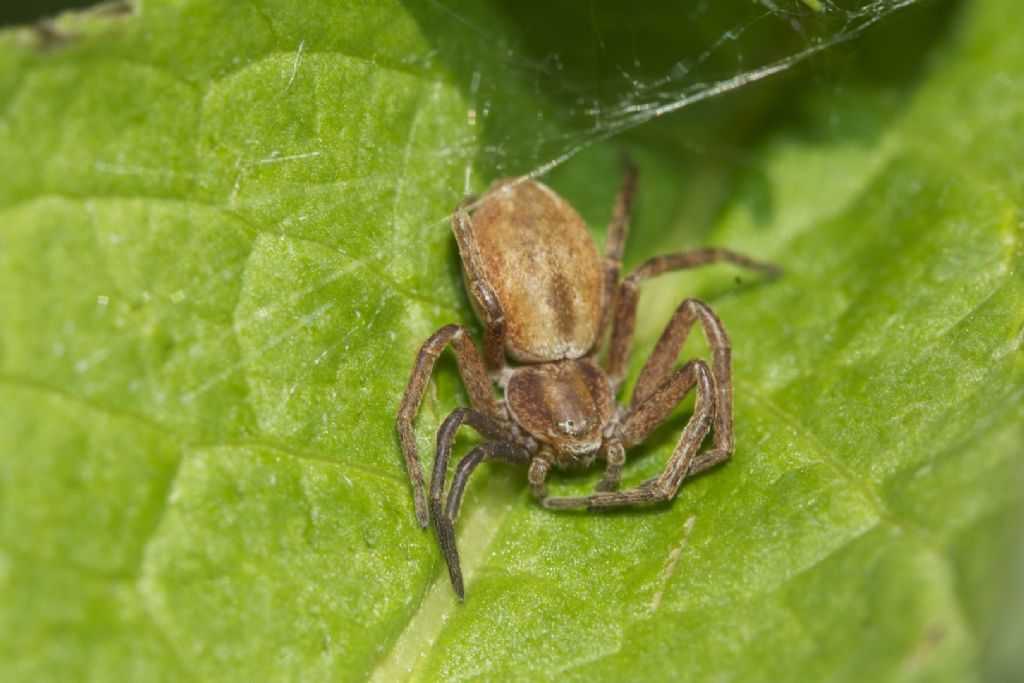 Philodromus sp. - Lagdei (PR)