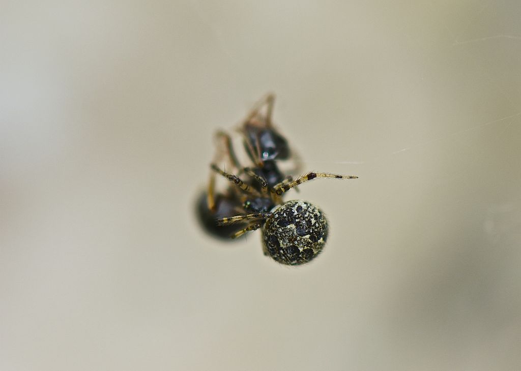 Theridion sp. - Monte Cengio (VI)