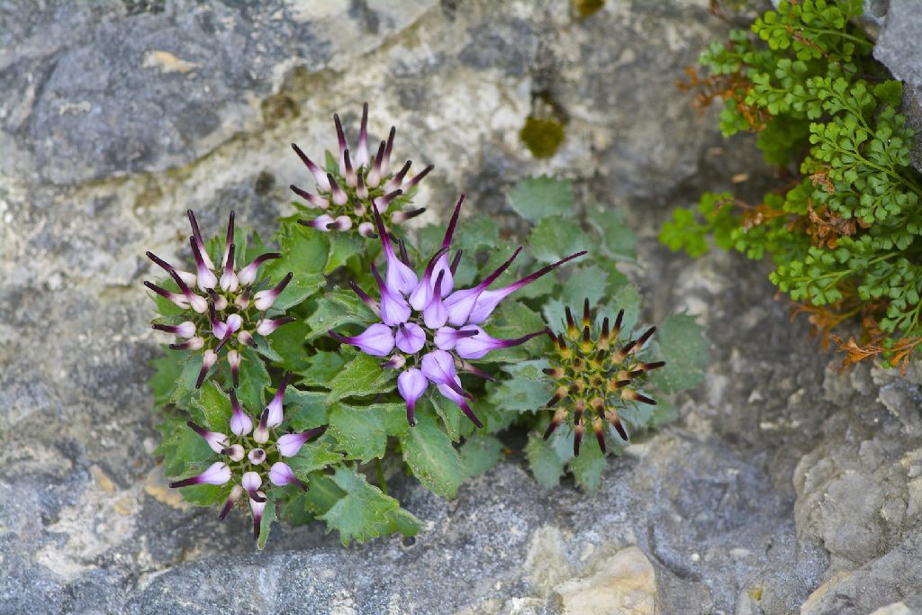 Physoplexis comosa / Raponzolo di roccia