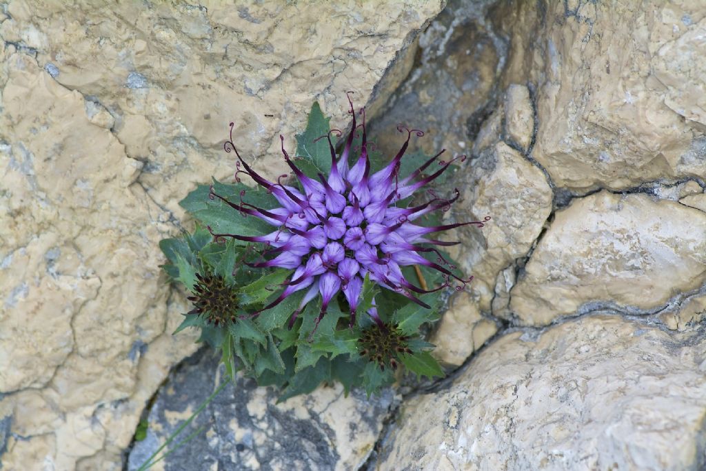 Physoplexis comosa / Raponzolo di roccia