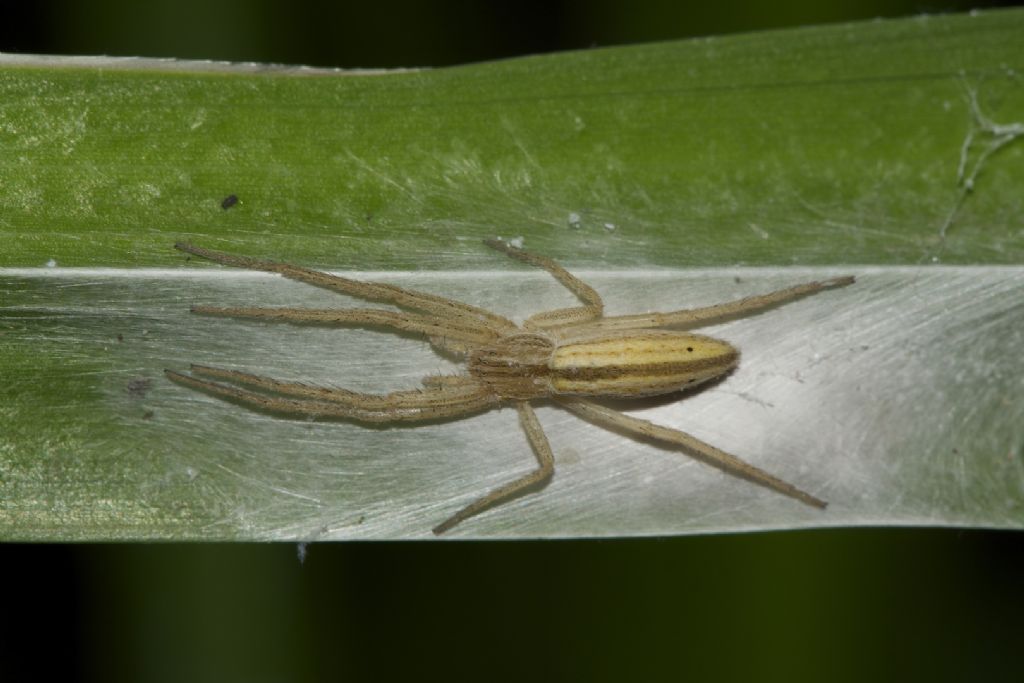 Tibellus sp. - San Pietro in Casale (BO)