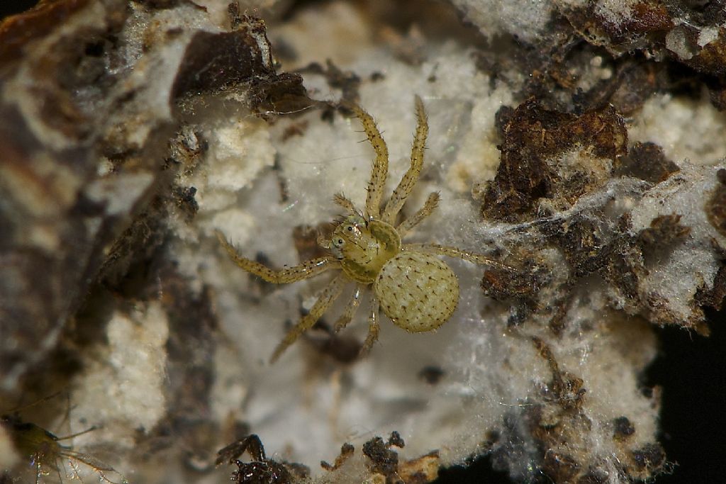 Xysticus sp. - Bologna (BO)