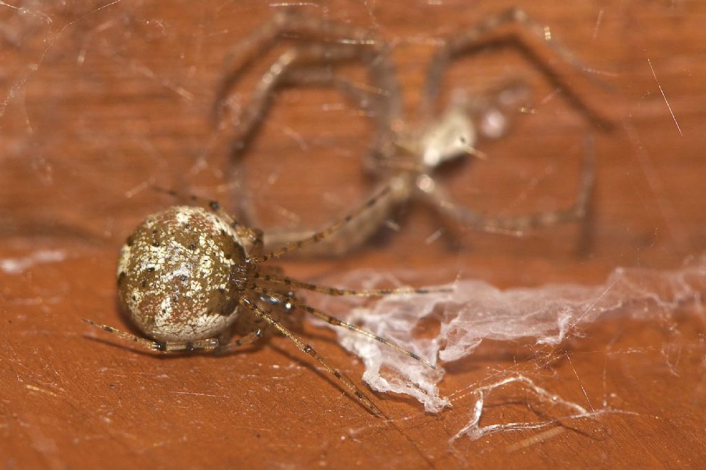 Theridion sp. - Bologna (BO)