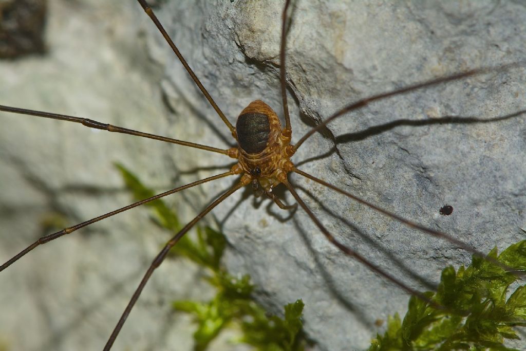 Amilenus aurantiacus ??  Monte Cengio (VI)