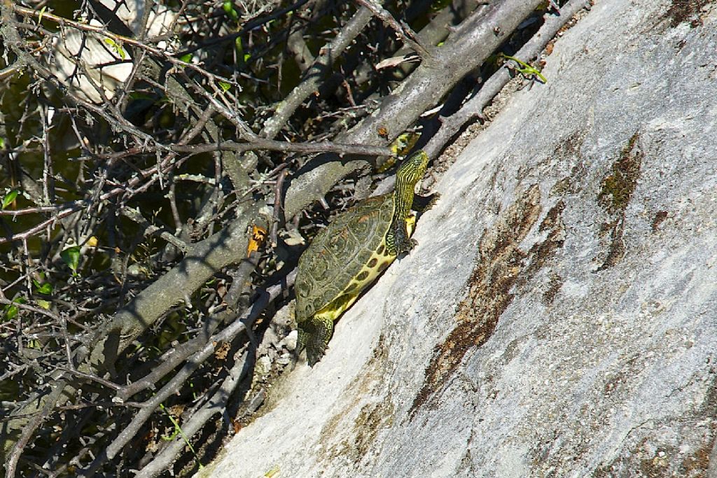 Mauremys (Ocadia) sinensis italo-americana bolognese