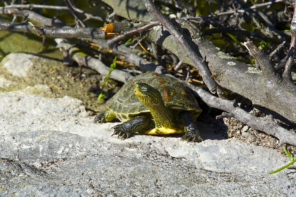 Mauremys (Ocadia) sinensis italo-americana bolognese