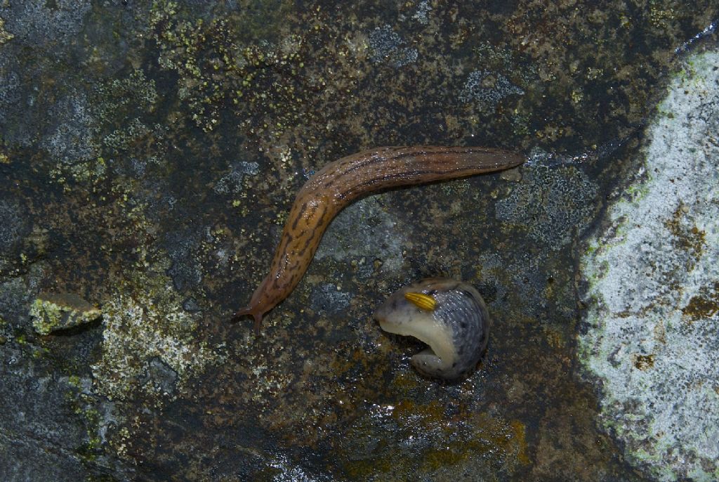 Limax cf dacampi in Yorkshire (GB) - una risposta!