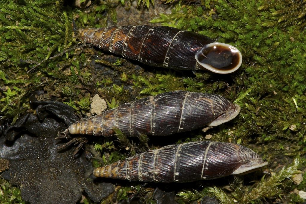 Charpentieria itala Lagdei (PR)