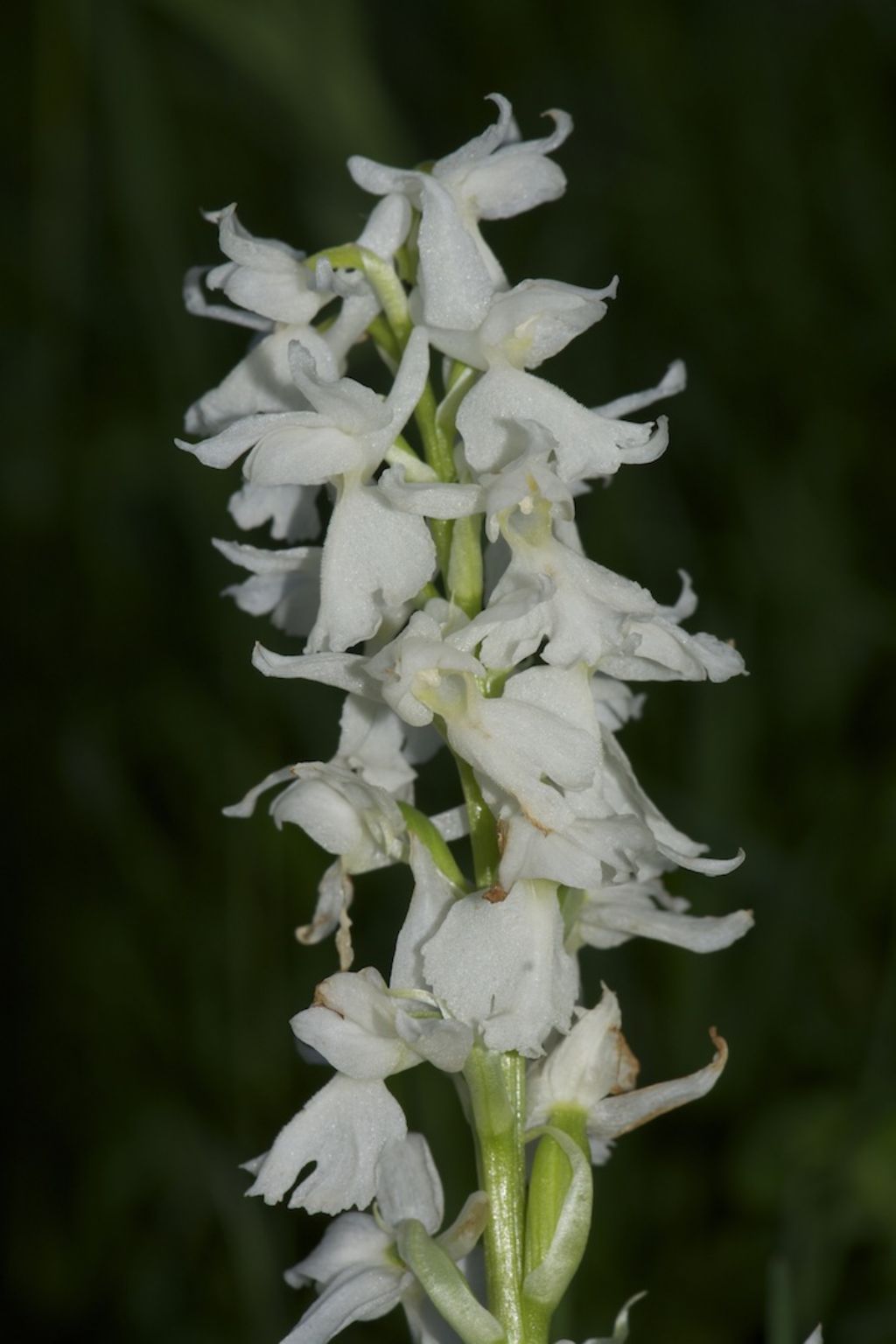 Lagdei (PR) Orchis mascula