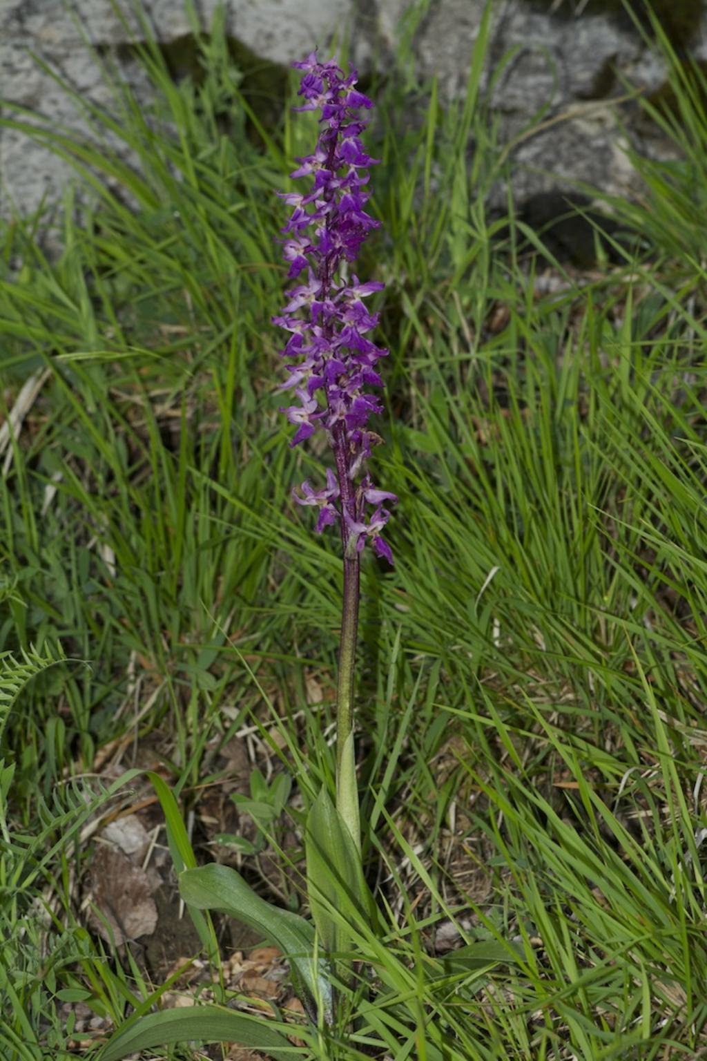 Lagdei (PR) Orchis mascula