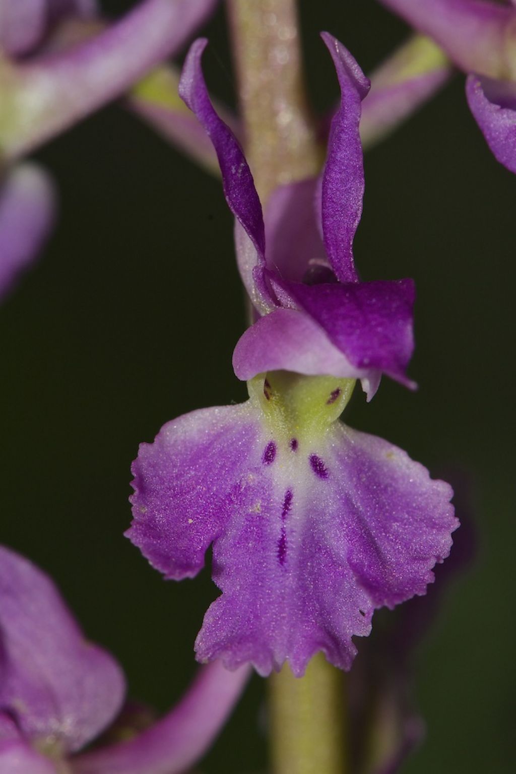 Lagdei (PR) Orchis mascula