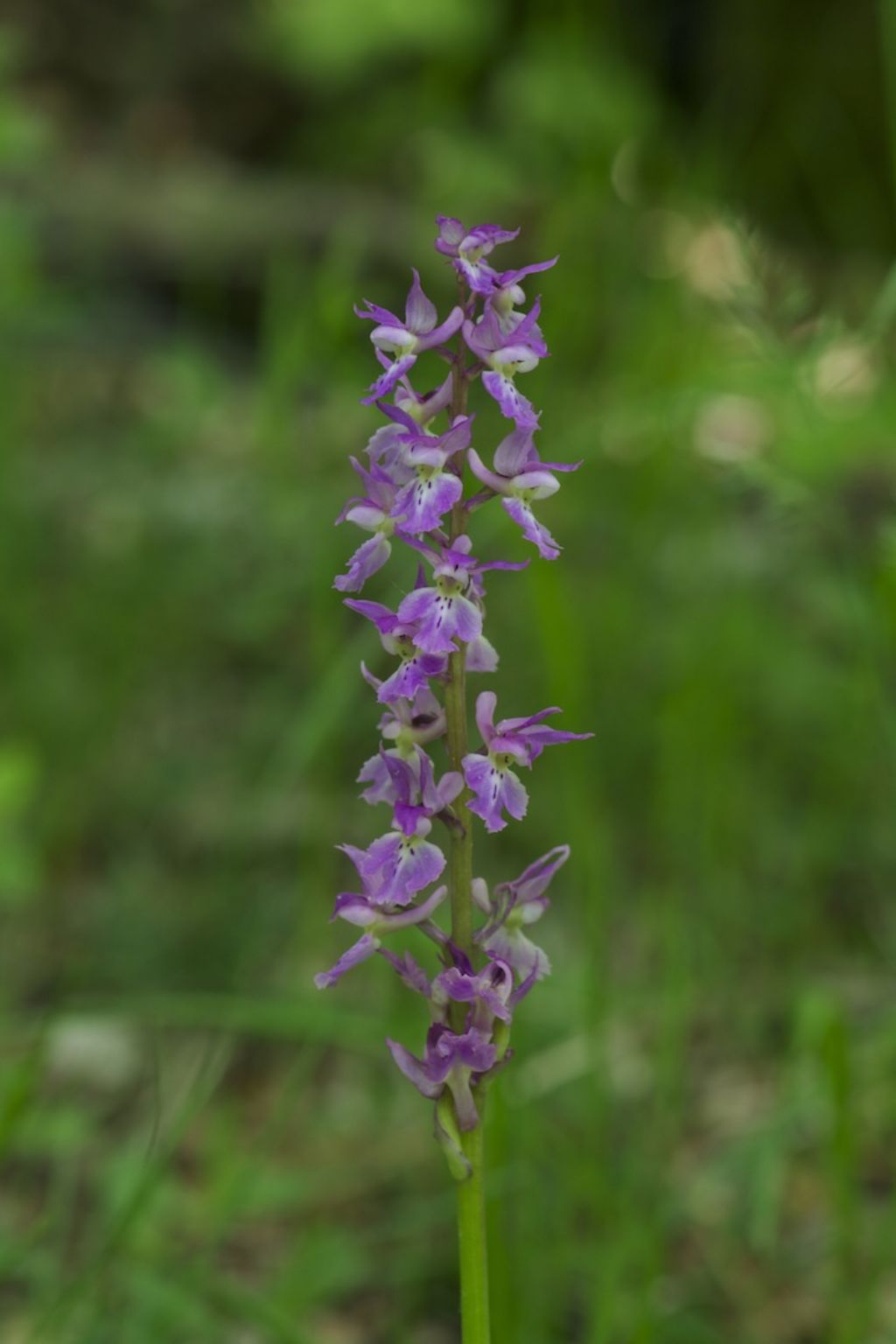 Lagdei (PR) Orchis mascula