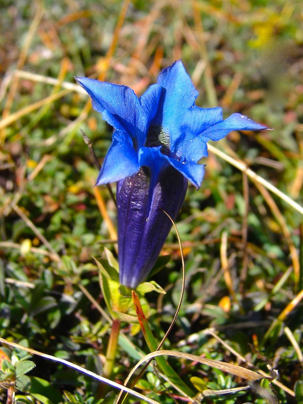 Gentiana Val Maira (CN)