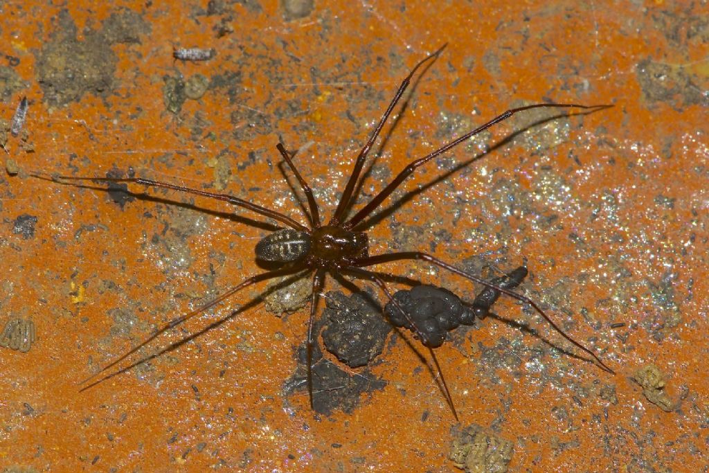 Steatoda sp. ? No. Pimoa rupicola - Sasso Marconi (BO)