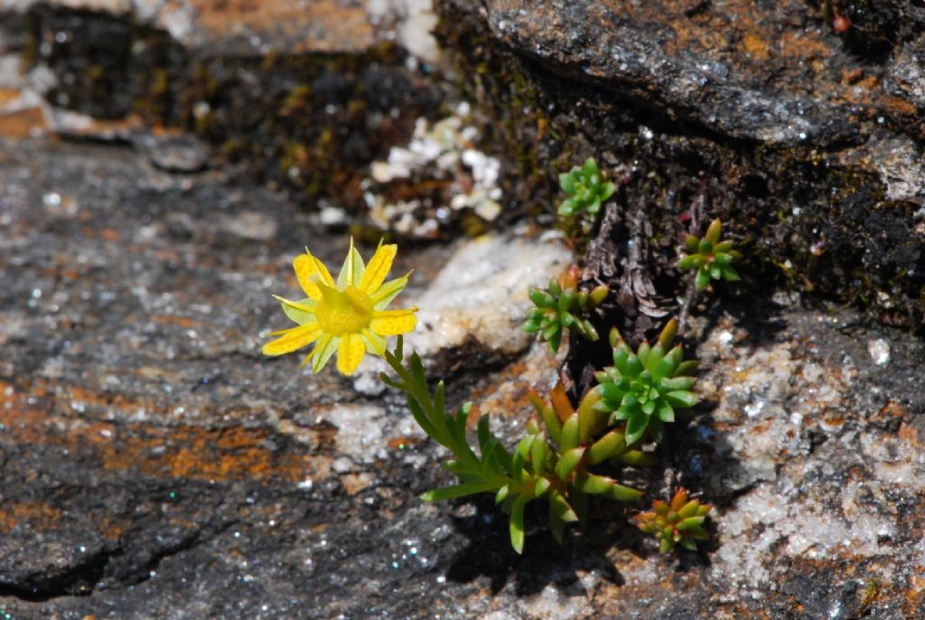 Grossglockner: Saxifraga aizoides