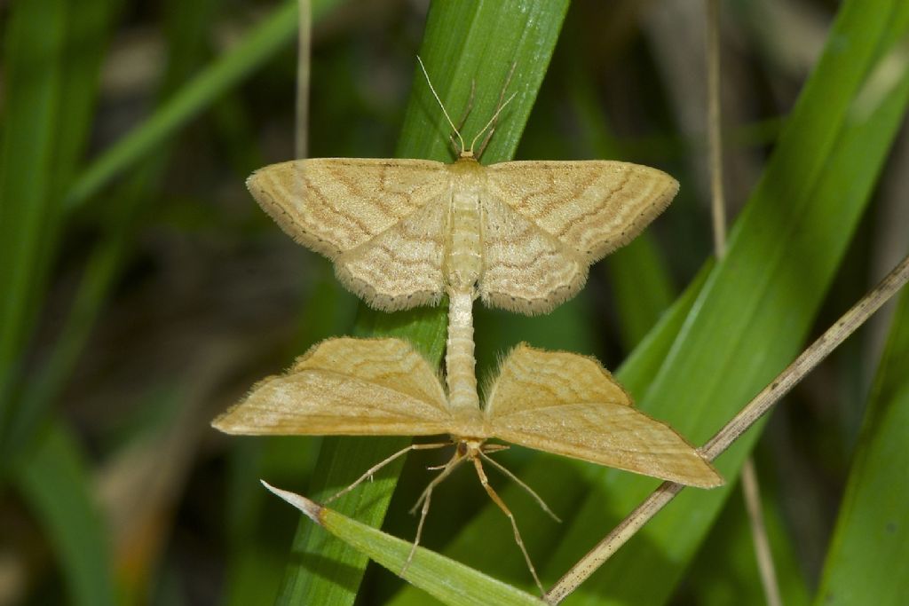 Idaea sp. maschio e femmina