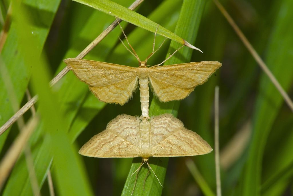 Idaea sp. maschio e femmina