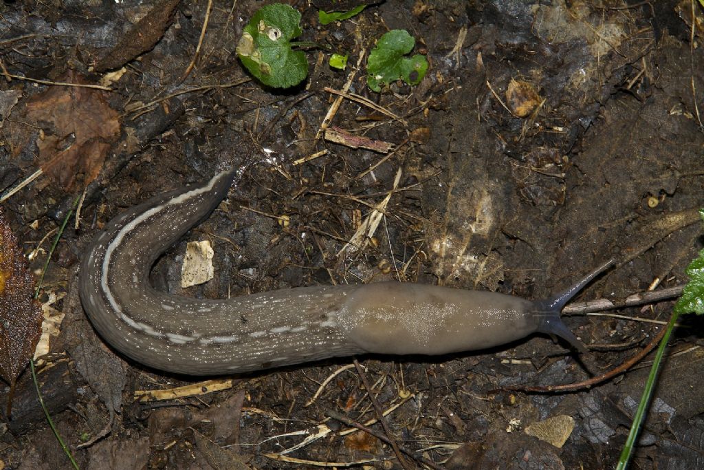 Limax aldrovandi Moquin-Tandon 1855 - Bologna Casalecchio parco Talon