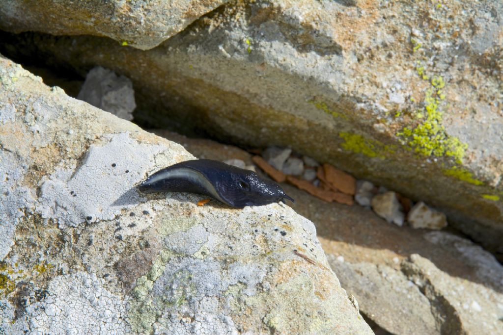 Limax nero d''alta montagna