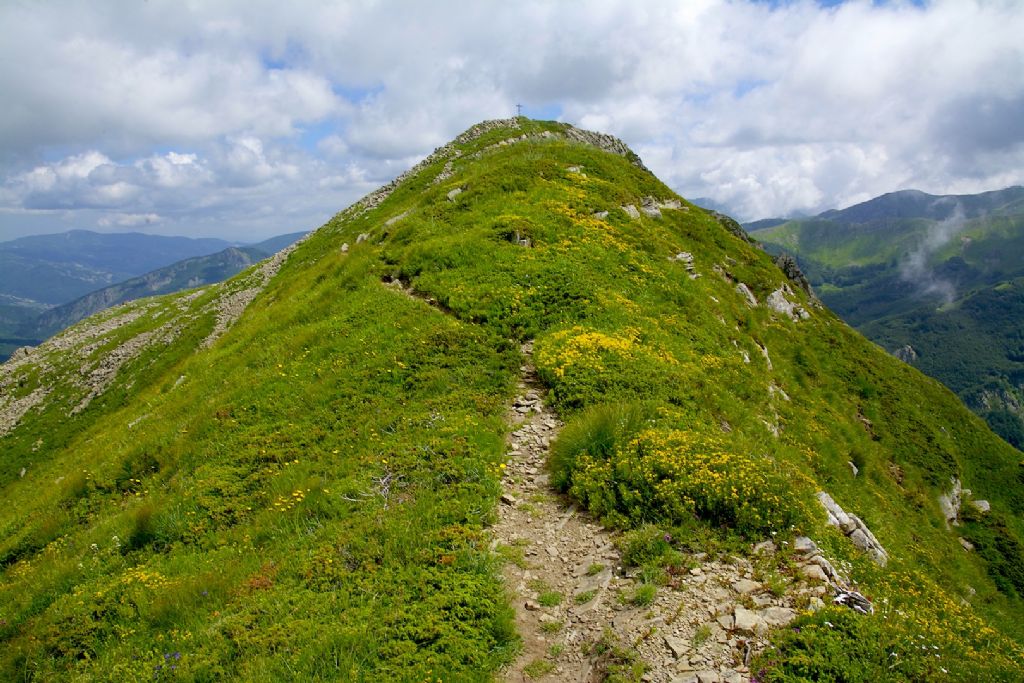 Limax nero d''alta montagna