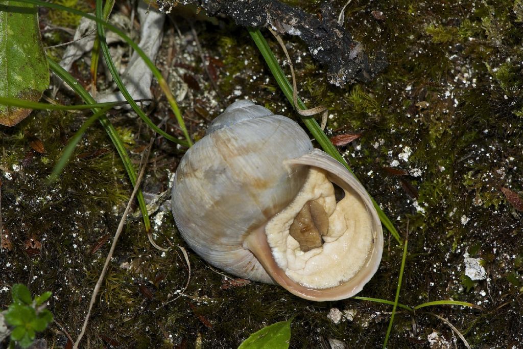 Helix pomatia 