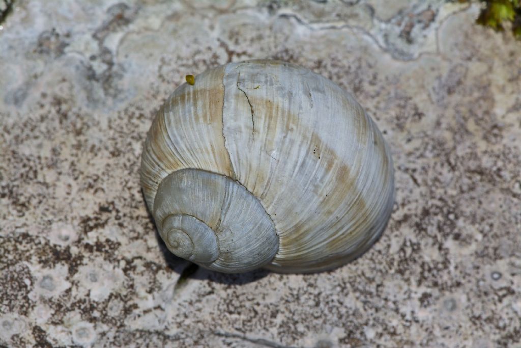 Helix pomatia 