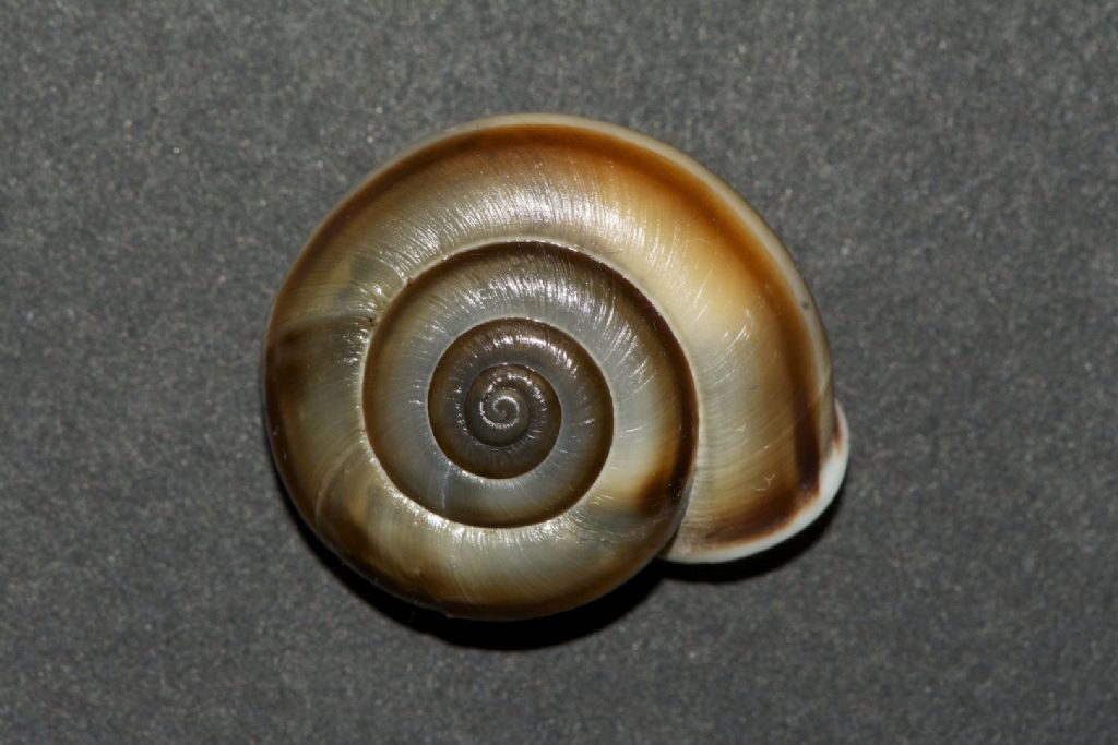 Chilostoma achates stiriae Barenshutzklamm Stiria