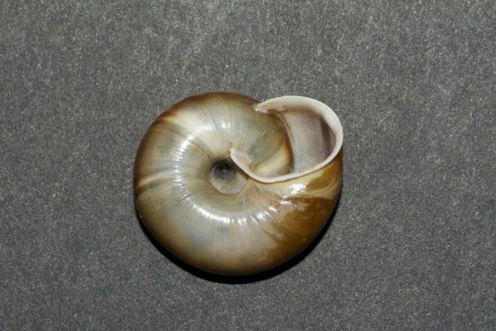 Chilostoma achates stiriae Barenshutzklamm Stiria