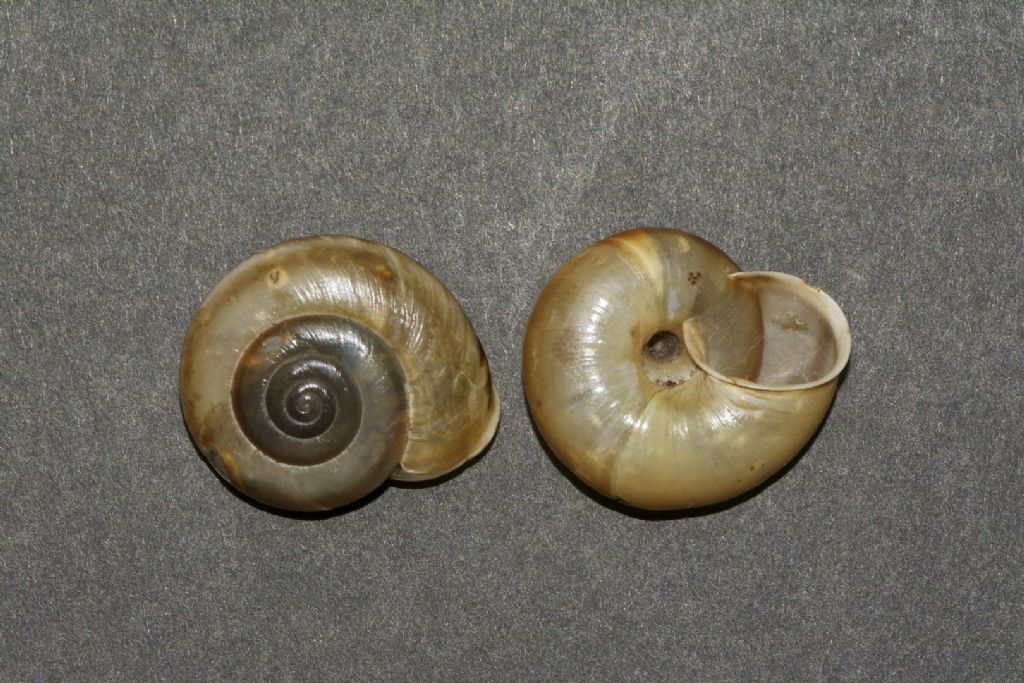 Chilostoma achates stiriae Barenshutzklamm Stiria