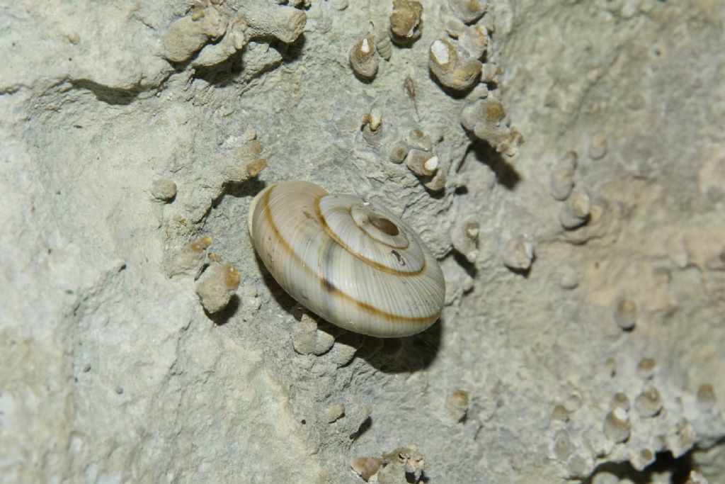 Chilostoma cingulatum M.te Cucco